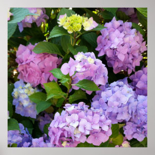 Hydrangea Poster