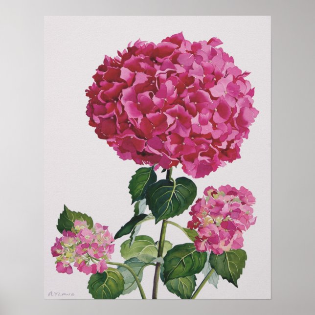 Hydrangea Poster (Vorne)
