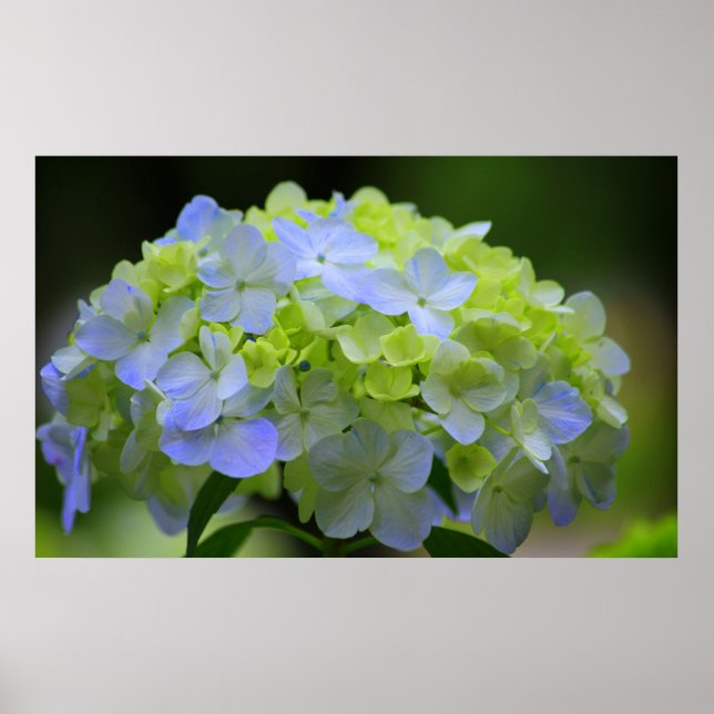 Hydrangea Poster (Vorne)