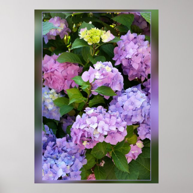 Hydrangea Poster (Vorne)