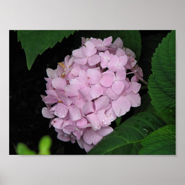 Hydrangea Poster (Vorne)