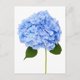 Hydrangea Postkarte