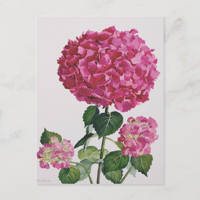 Hydrangea Postkarte (Vorderseite)