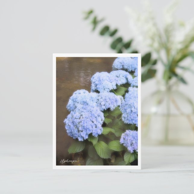 Hydrangea Postkarte (Stehend Vorderseite)