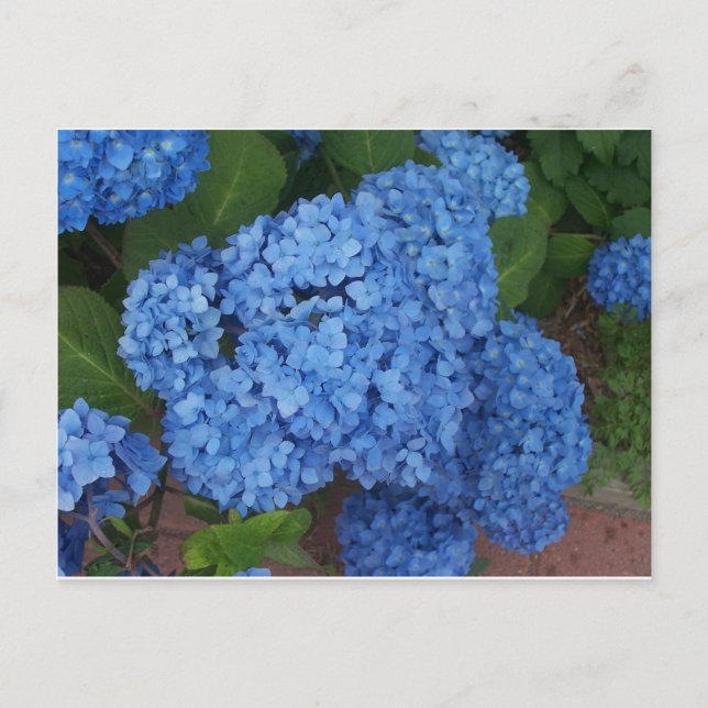 Hydrangea Postkarte (Vorderseite)