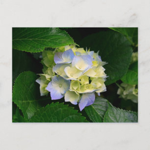 Hydrangea-Postkarte Postkarte