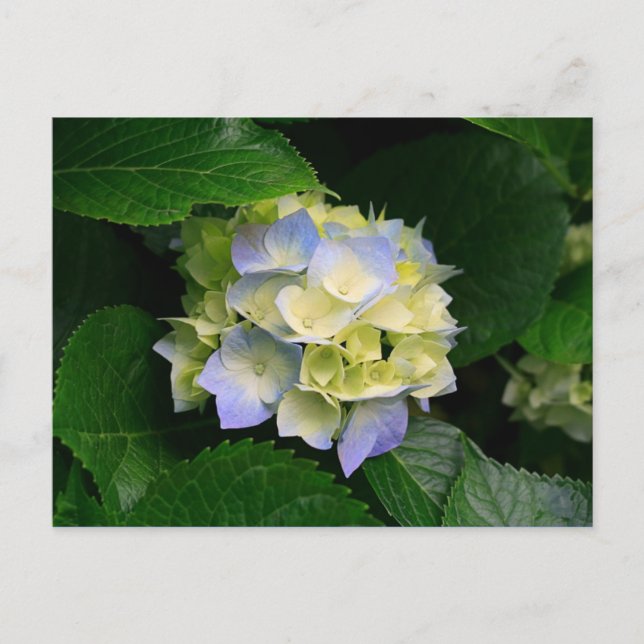 Hydrangea-Postkarte Postkarte (Vorderseite)