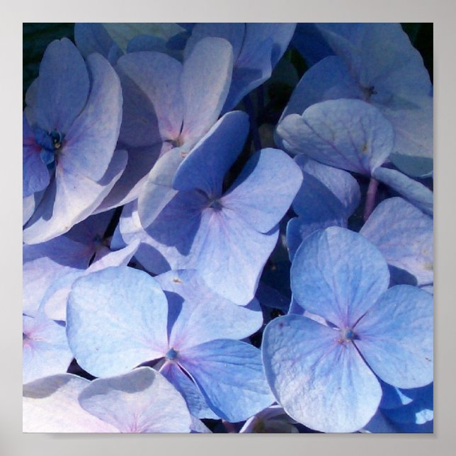 Hydrangea Print Poster (Vorne)