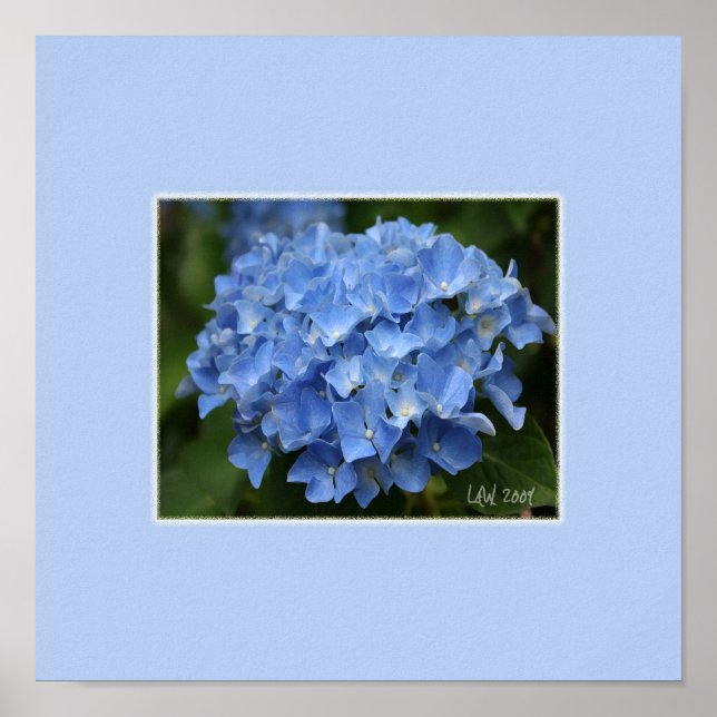 Hydrangea Print Poster (Vorne)