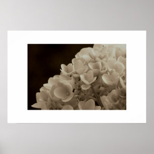 Hydrangea - Print Poster