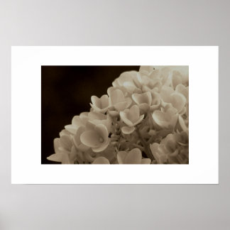 Hydrangea - Print Poster