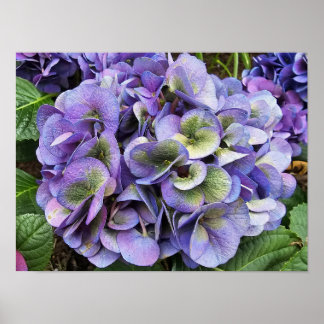 Hydrangea Print, Value Poster Paper (Semi-Gloss)