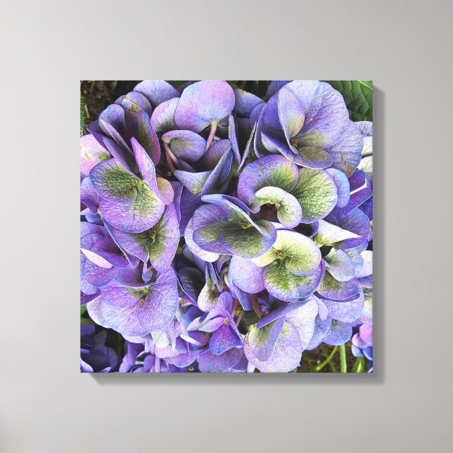 Hydrangea Print, Value Poster Paper (Semi-Gloss) Leinwanddruck (Vorderseite)
