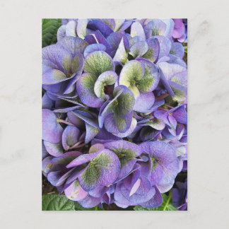 Hydrangea Print, Value Poster Paper (Semi-Gloss) Postkarte