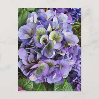 Hydrangea Print, Value Poster Paper (Semi-Gloss) Postkarte