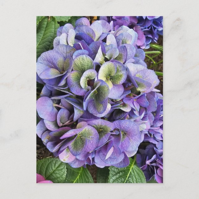 Hydrangea Print, Value Poster Paper (Semi-Gloss) Postkarte (Vorderseite)