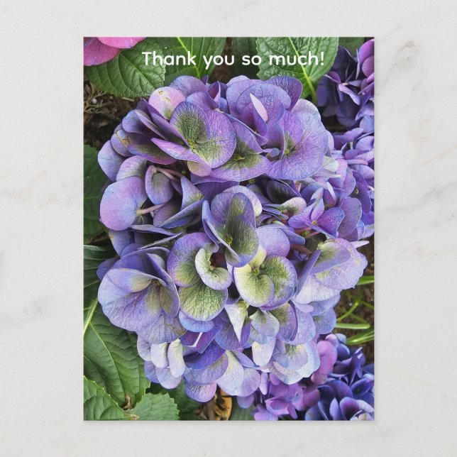 Hydrangea Print, Value Poster Paper (Semi-Gloss) Postkarte (Vorderseite)