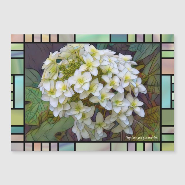 Hydrangea quercifolia [Magnet Card] Magnetkarte (Vorderseite)