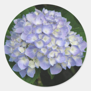 Hydrangea Runder Aufkleber