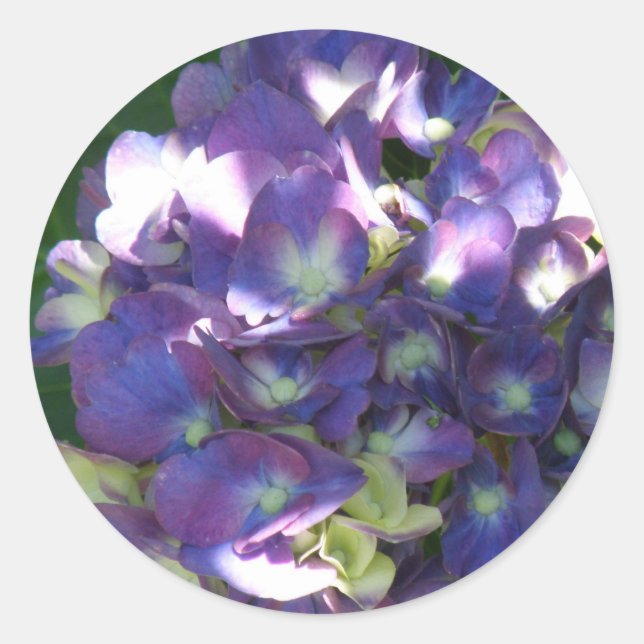 Hydrangea Stickers (Vorderseite)