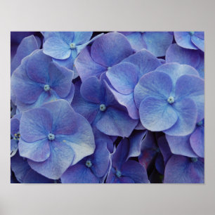 Hydrangea-Summen-Plakat Poster