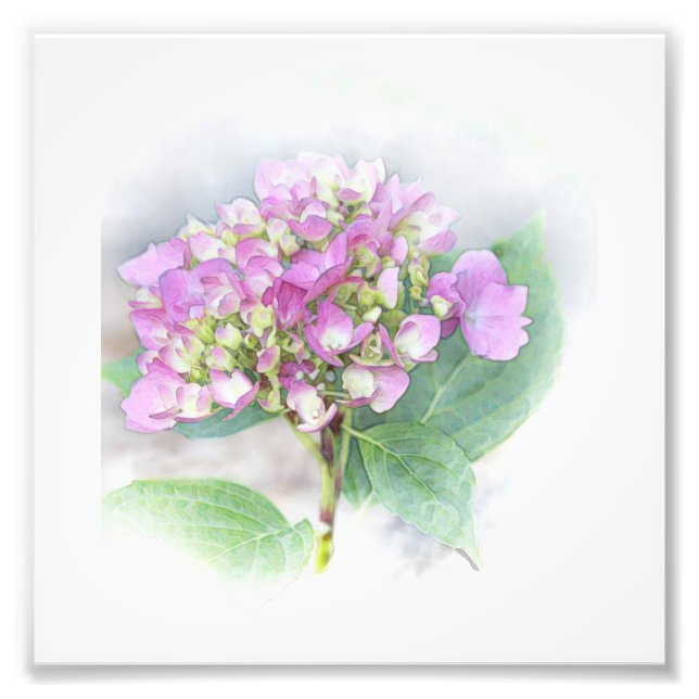Hydrangea Vignette Foto Print (Vorne)