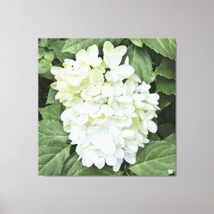 Hydrangea - Weiß - Canvas Print Leinwanddruck