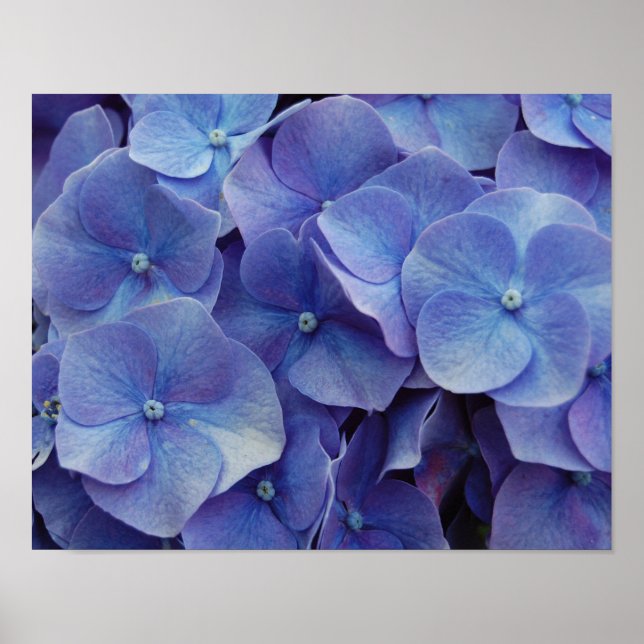 Hydrangea Zoom Poster (Vorne)