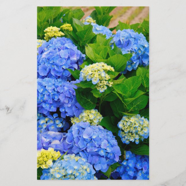 Hydrangeas (Vorderseite)