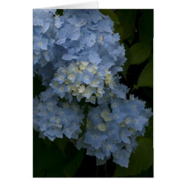 Hydrangeas