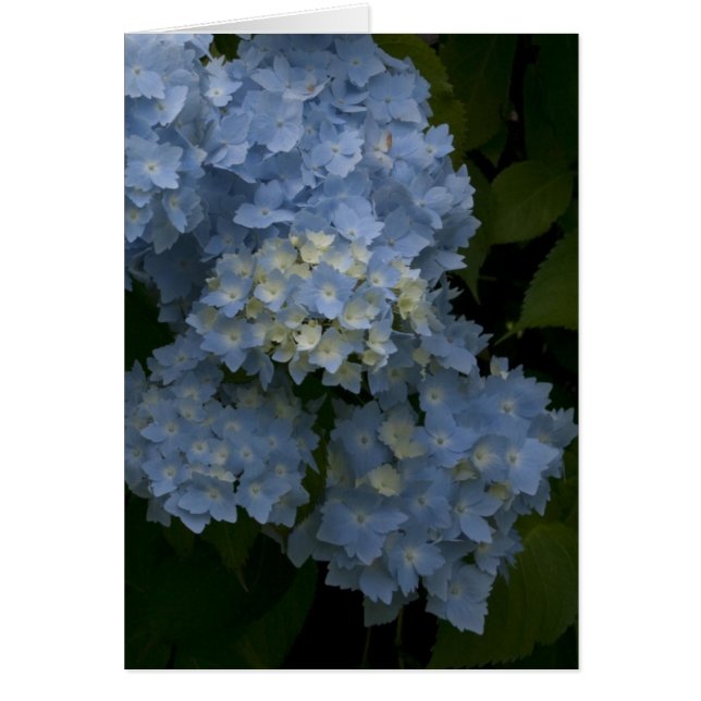 Hydrangeas (Vorne)