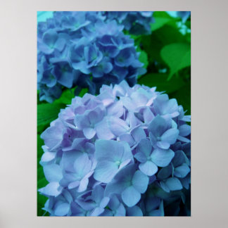 Hydrangeas {blau} | Poster