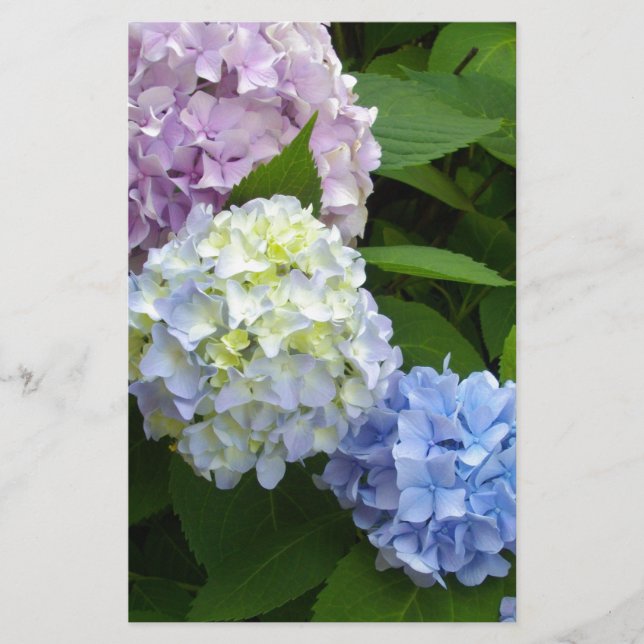 Hydrangeas Briefpapier (Vorderseite)
