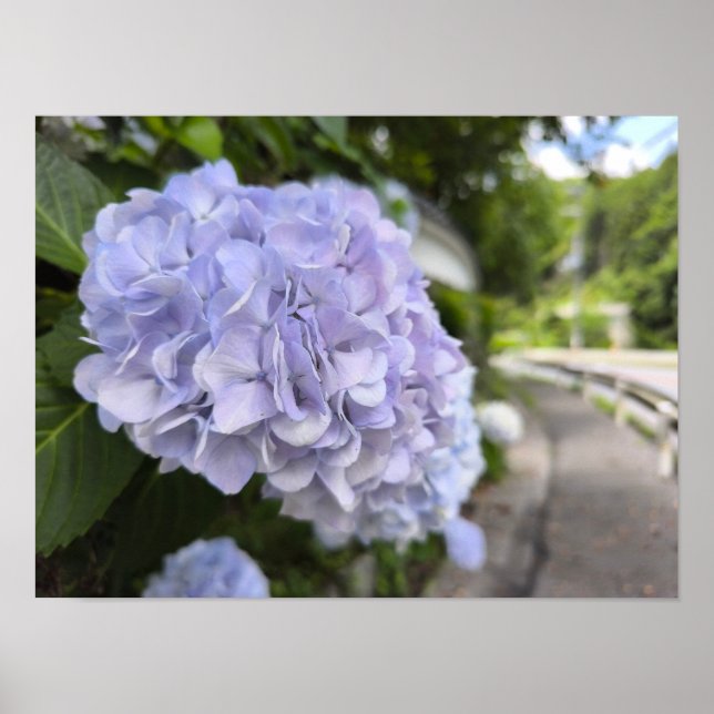 Hydrangeas by the Roadside – Nature Photography Poster (Vorne)