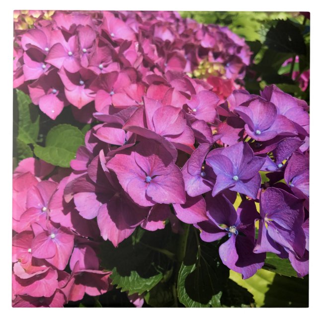Hydrangeas Fliese (Vorderseite)