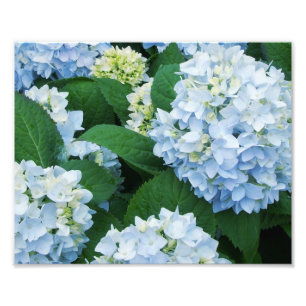 Hydrangeas Foto Print