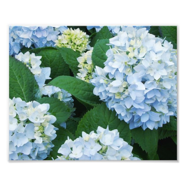 Hydrangeas Foto Print (Vorne)