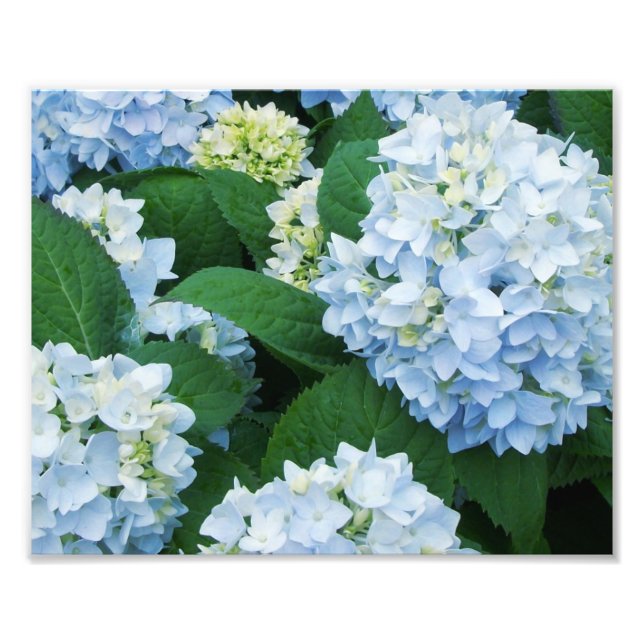 Hydrangeas Foto Print (Vorne)