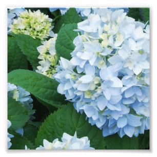 Hydrangeas Foto Print