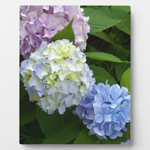 Hydrangeas Fotoplatte