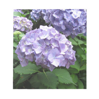 Hydrangeas im Trebah Gardens, Cornwall Notizblock