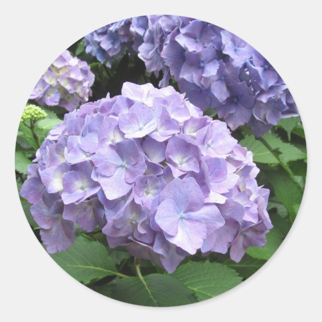 Hydrangeas im Trebah Gardens, Cornwall Runder Aufkleber (Vorderseite)