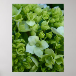 Hydrangeas in Grün Poster