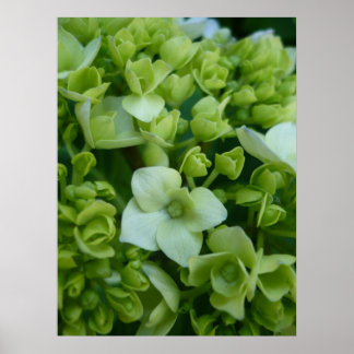 Hydrangeas in Grün Poster