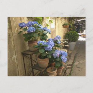 Hydrangeas in Pots Postkarte