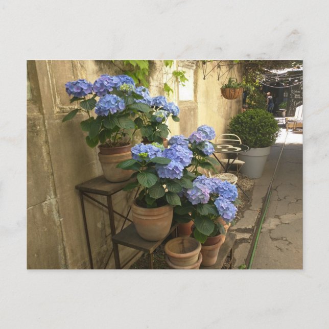 Hydrangeas in Pots Postkarte (Vorderseite)