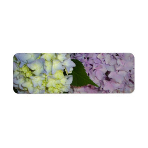 Hydrangeas lila blau