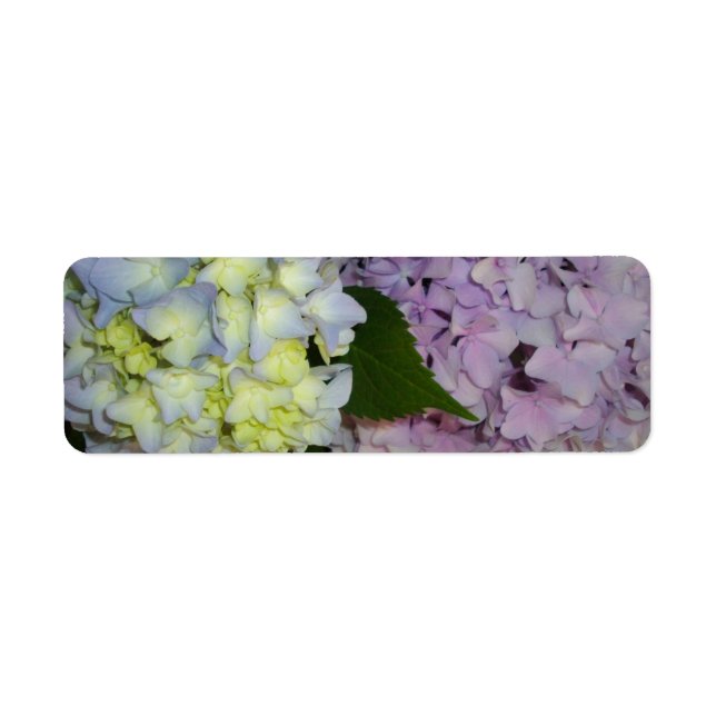 Hydrangeas lila blau (Vorne)