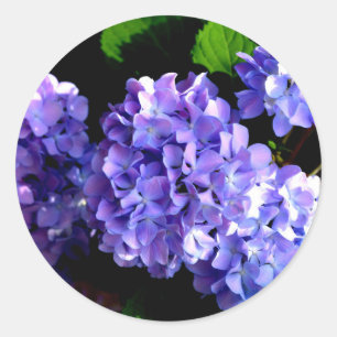 Hydrangeas, lila blauer Blume Runder Aufkleber