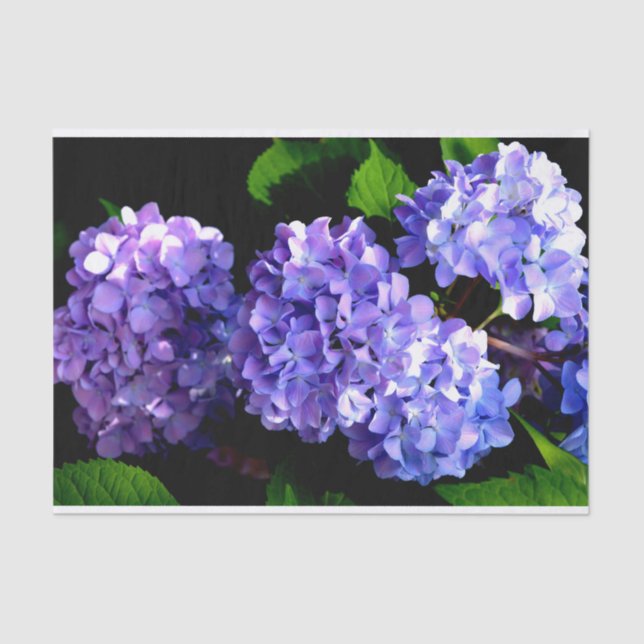 Hydrangeas, lila blauer Blume Seidenpapier (Vorderseite)